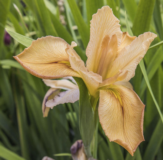 Image of Louisiana Iris Lady Regina from top angled view of bloom.