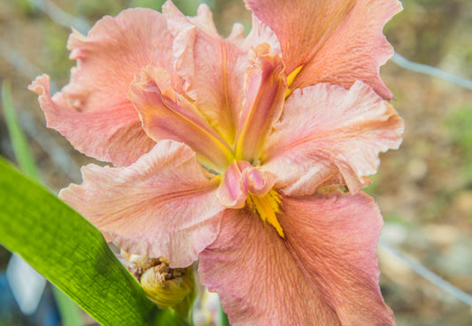 Image of Louisiana Iris Lafcadio from top view of bloom.