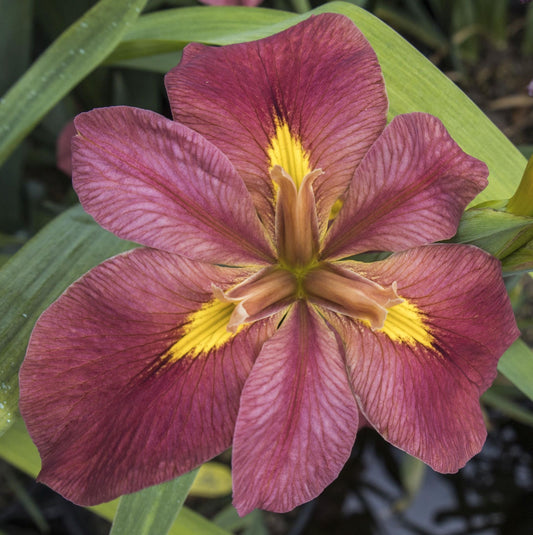 Image of Louisiana Iris Lafitte's Landing from top view of bloom.