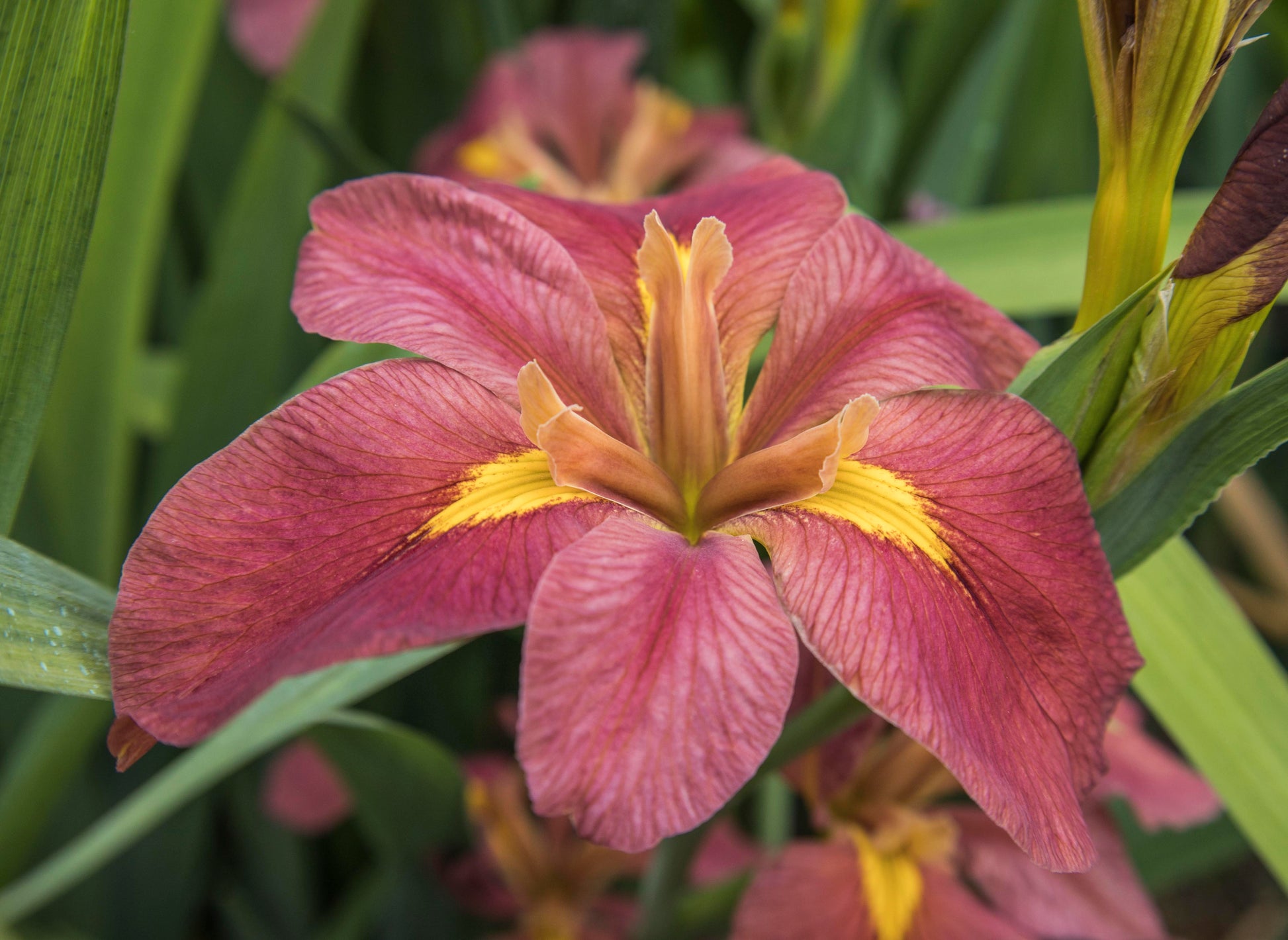 Image of Louisiana Iris Lafitte's Landing from top/side view of bloom.