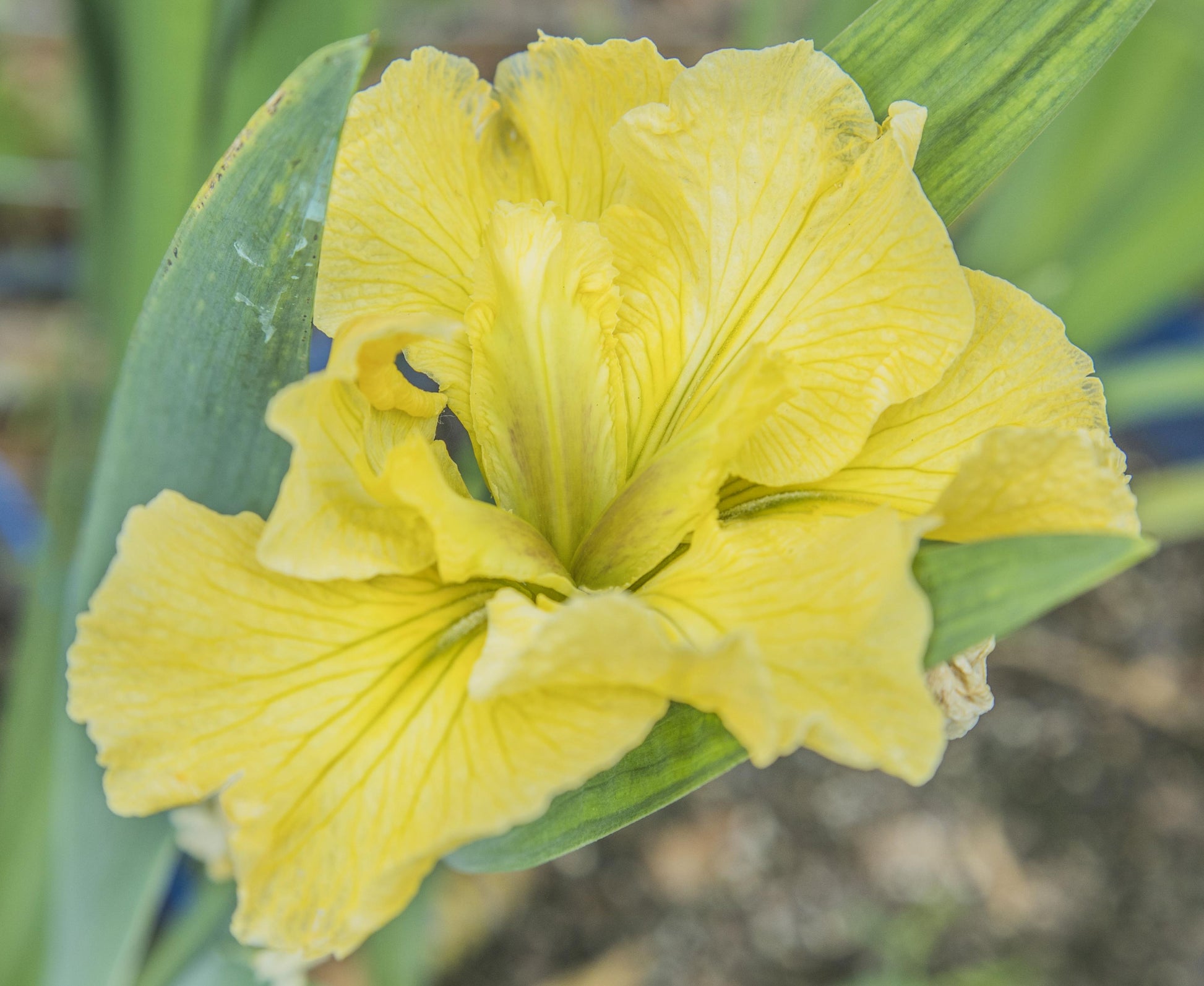 Image of Louisiana Iris Legally Blonde from top angled view of bloom.