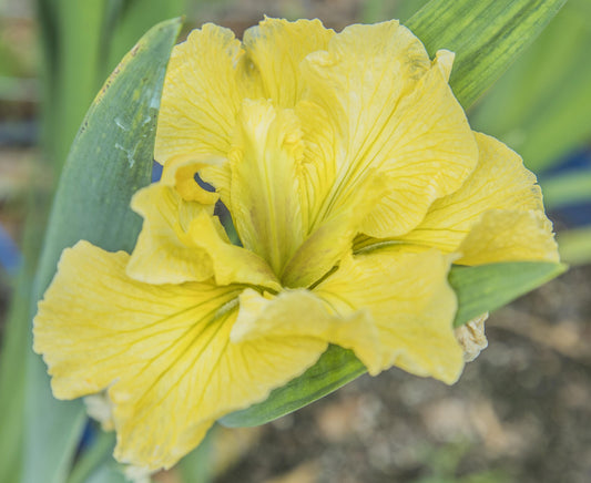 Image of Louisiana Iris Legally Blonde from top angled view of bloom.