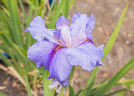 Image of Louisiana Iris Little Rock Skies from top/side view of bloom.