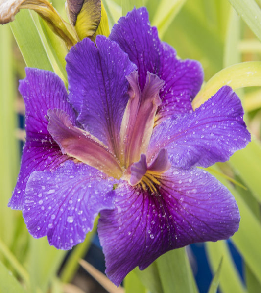 Image of Louisiana Iris Magazine Street from top view of bloom