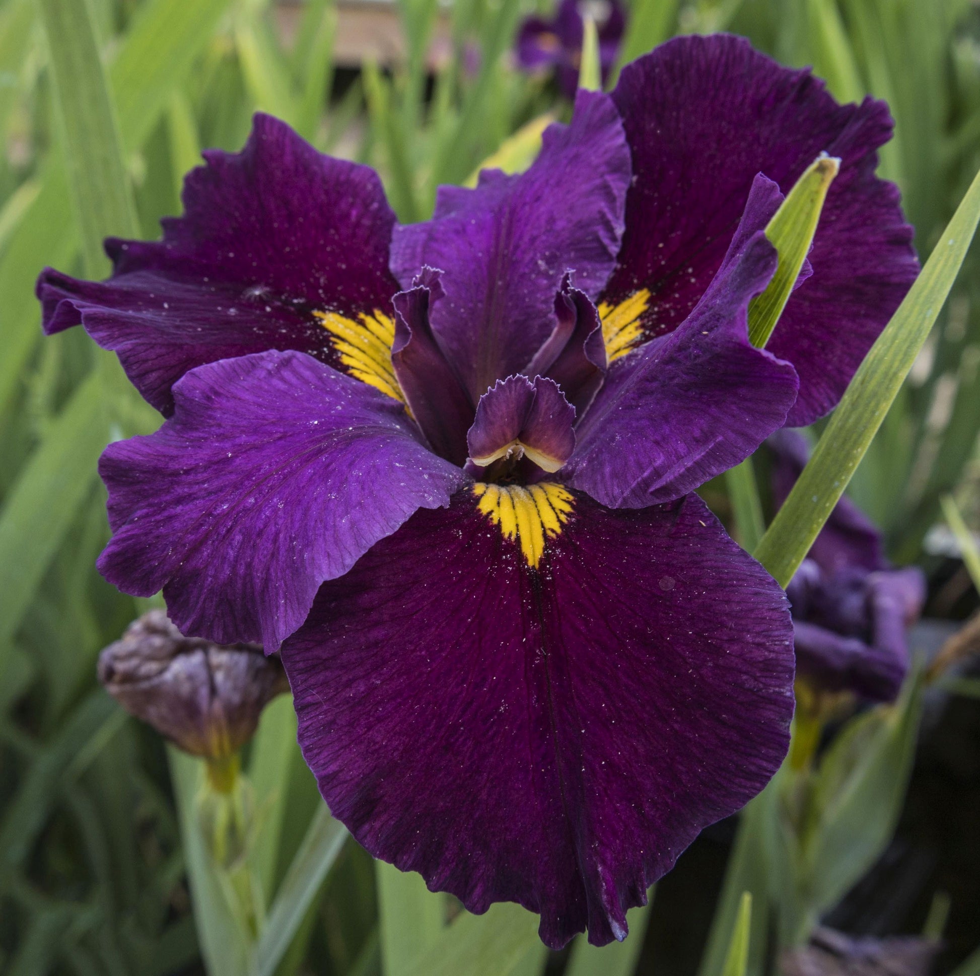 Image of Louisiana Iris Mardi Gras Mambo from top/side view of bloom