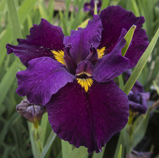 Image of Louisiana Iris Mardi Gras Mambo from top/side view of bloom