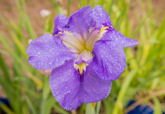 Image of Louisiana Iris Misty Bayou from top angled view of bloom.