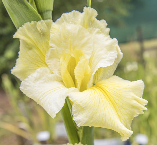 Image of Louisiana Iris Moonlight Music from top/side view of bloom