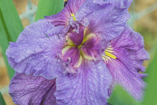 Image of Louisiana Iris Mountain Smoke from top view of bloom
