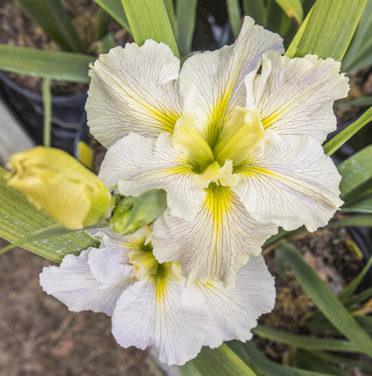Image of Louisiana Iris Nadine Sarah from top view of bloom overlapping a second bloom with a third closed bloom to the left.