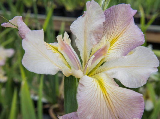 Image of Louisiana Iris Nanih Waiya from top/side view of bloom