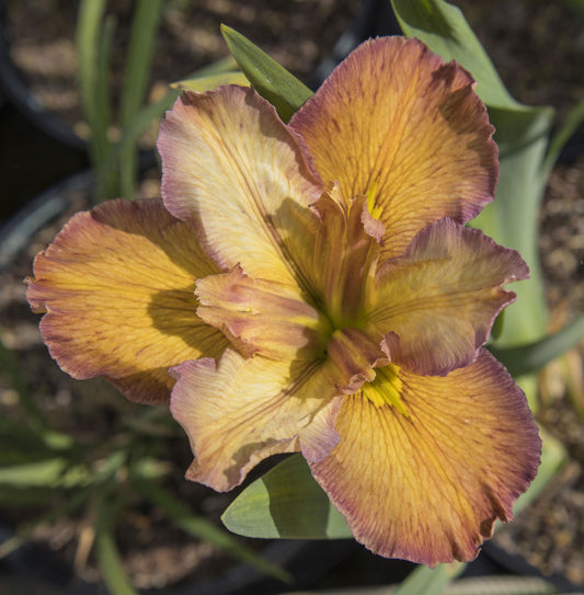 Image of Louisiana Iris Our Dorothy from top view of bloom.