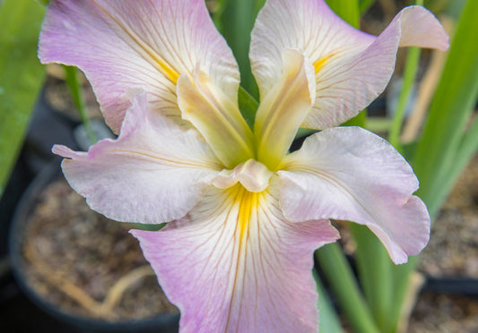 Image of Louisiana Iris Pearl River Princess from top view of bloom