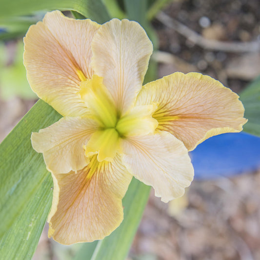 Image of Louisiana Iris Percolator from top view of bloom