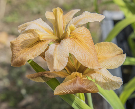 Image of Louisiana Iris Pointe Aux Chenes from top/side view of bloom overlapping a second bloom.