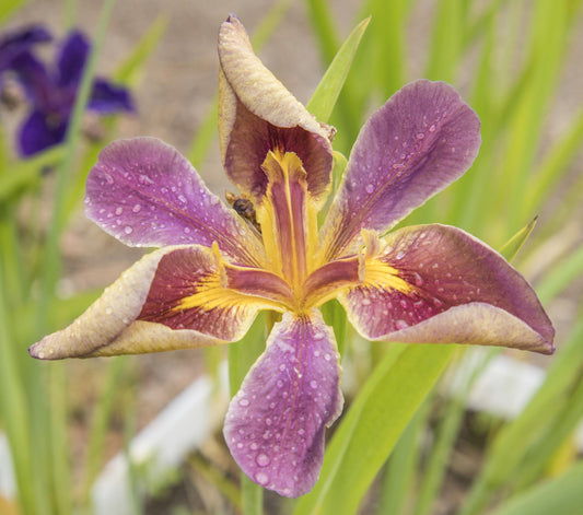 Image of Louisiana Iris Purple Gloaming from top angled view of bloom. Another Iris variant is blurred in the background.