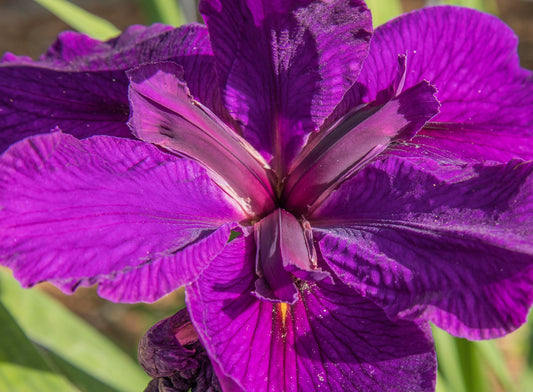 Image of Louisiana Iris Queen of Soul from top view of bloom.