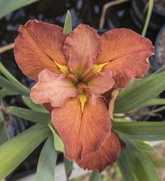 Image of Louisiana Iris Red Beans from top view of bloom.