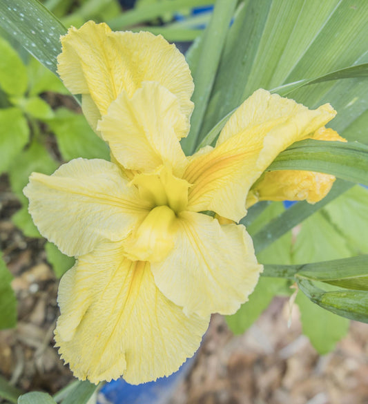 Image of Louisiana Iris Rigolets from top view of bloom.