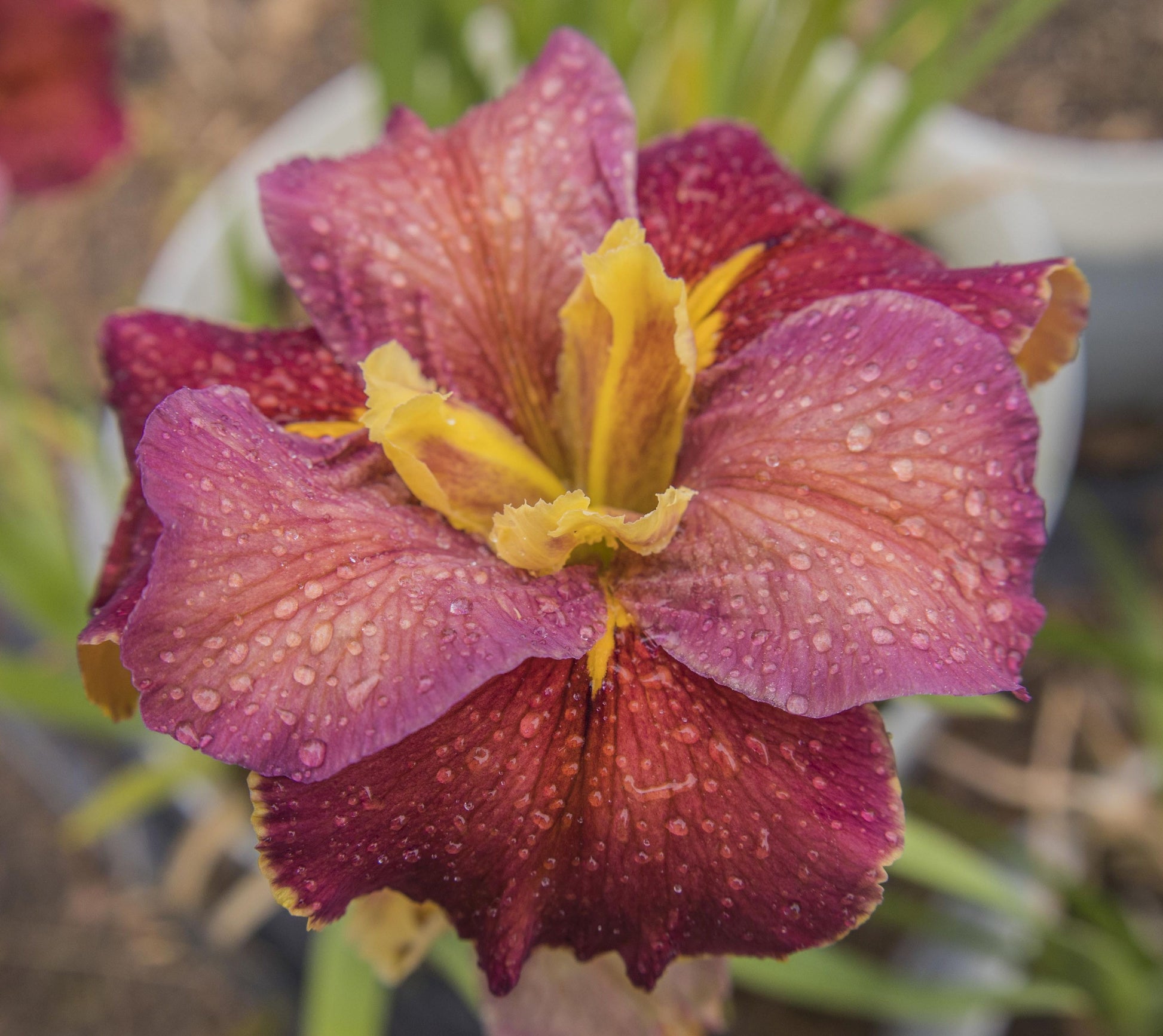 Image of Louisiana Iris Rings of Romeo from top angled view of bloom.
