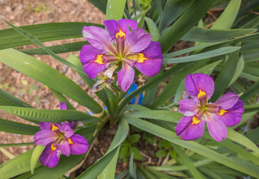 Image of Louisiana Iris Royal Sparkle with three blooms from top down view. 