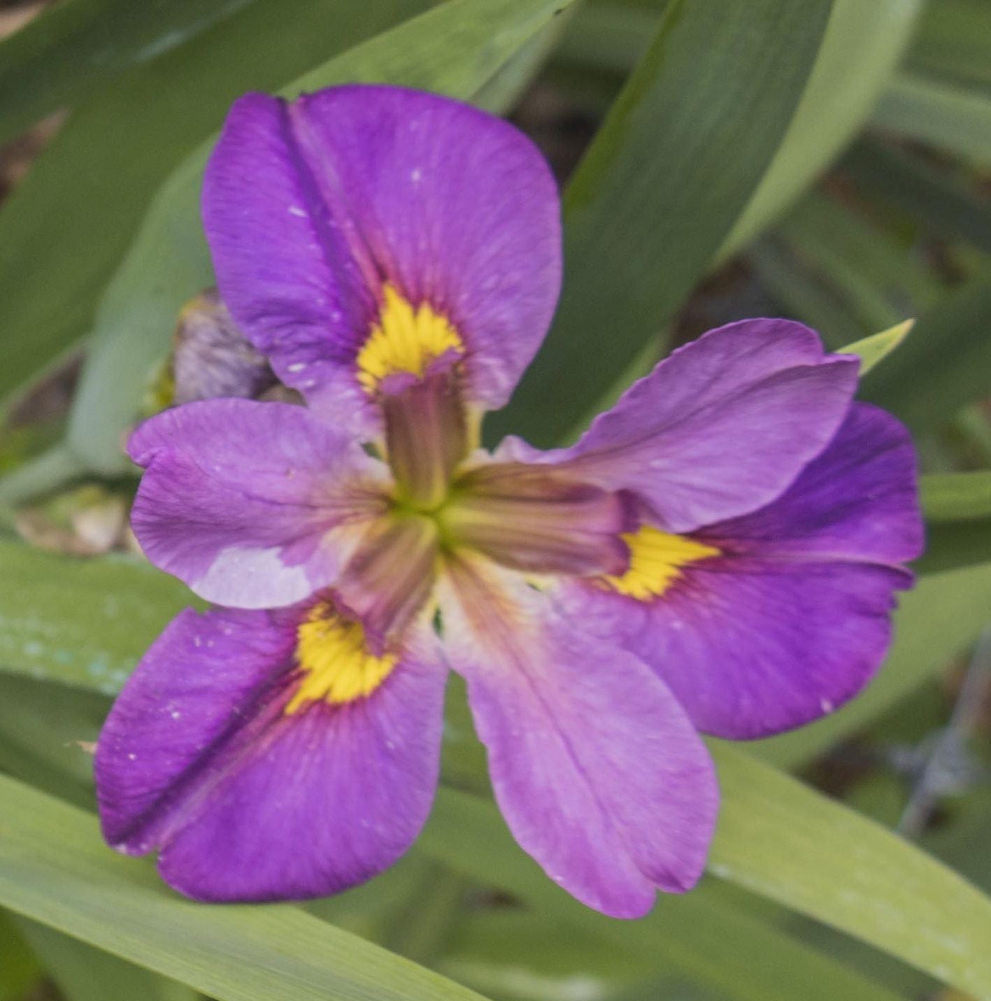 Image of Louisiana Iris Royal Sparkle from top view of bloom. Zoomed and cropped form original image with three blooms, slight blur to this bloom.