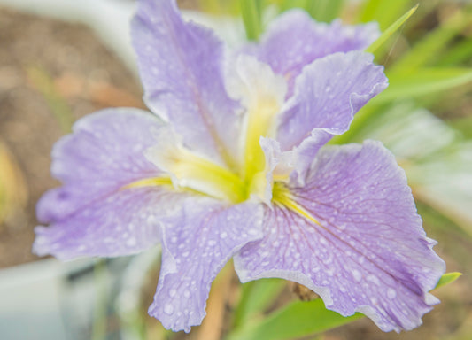 Image of Louisiana Iris Sandra Gaye from top angled view of bloom.