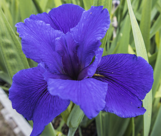 Image of Louisiana Iris Sea Knight from top angled view of bloom.