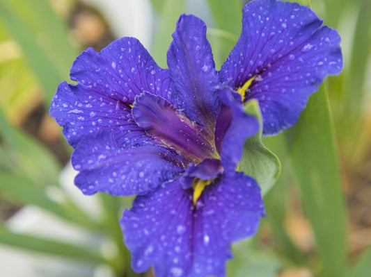 Image of Louisiana Iris Selena Rose from top angled view of bloom