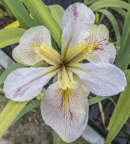 Image of Louisiana Iris Splitter Splatter from top view of bloom.