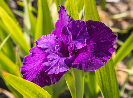 Image of Louisiana Iris Star Power from top/side view of bloom.