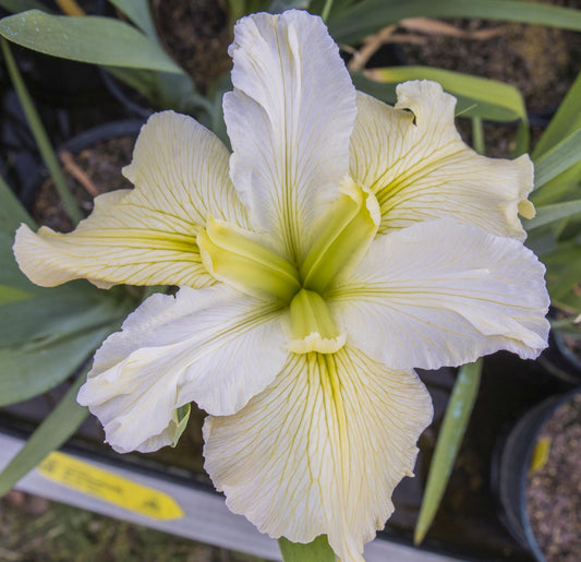 Image of Louisiana Iris Start of Something Big from top down view of bloom.