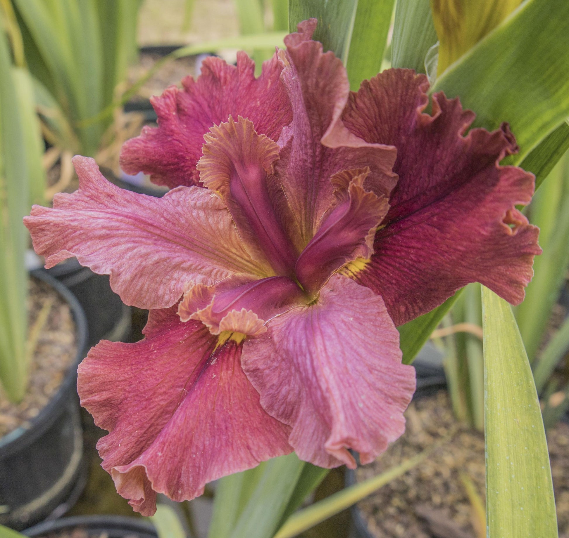 Image of Louisiana Iris Surprise Caller from top angled view of bloom.