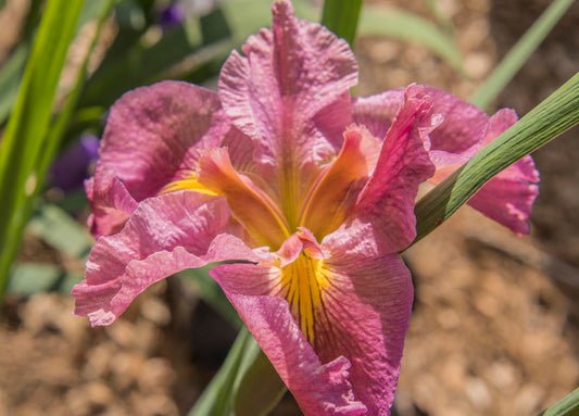 Image of Louisiana Iris This I Love from top angled view of bloom.