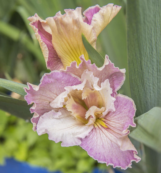 Image of Louisiana Iris Told Ya from top angled view of mostly open bloom. Side view of second slightly open bloom behind the first. 