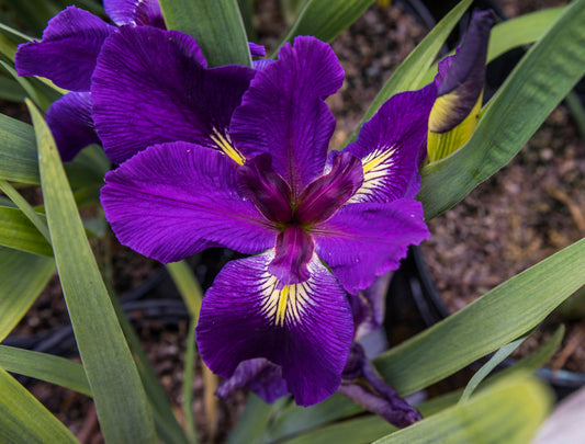 Image of Louisiana Iris Voodoo Music from top view of bloom overlapping a second bloom behind it. New unopened bloom also shown to the right.