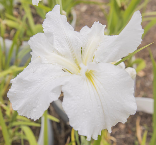 Image of Louisiana Iris Waihi Wedding from top angled view of bloom.