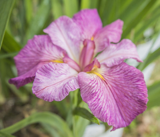 Image of Louisiana Iris Watermelon Wizard from top/side view of bloom.