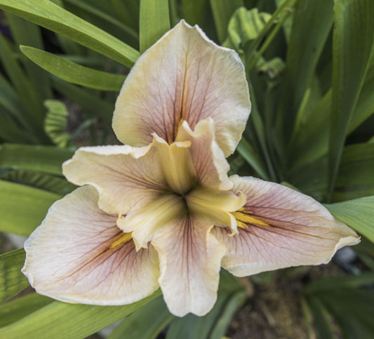 Image of Louisiana Iris When Pigs Fly from top view of bloom.