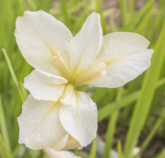 Image of Louisiana Iris White Oak from top view of single bloom.