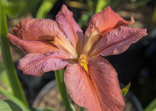 Image of Louisiana Iris Who's Yo Mama from top angled view of bloom.