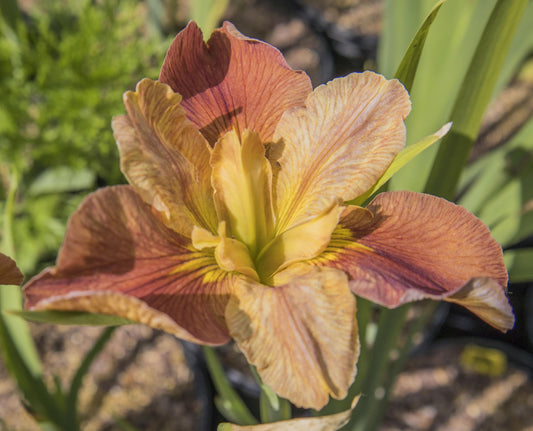 Image of Louisiana Iris Window Shopping from mostly top and slight side angle view.