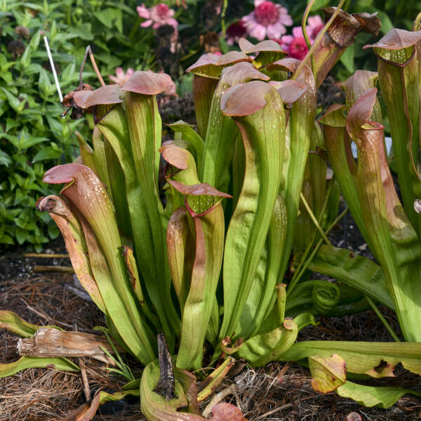 Sarracenia 'Bug Bat' (potted)