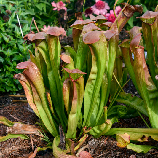 Sarracenia 'Bug Bat' (potted)