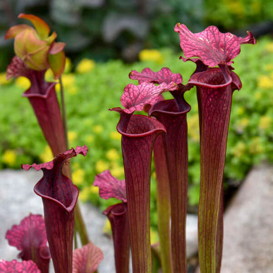 Sarracenia moorei 'Conversation Piece' (potted)