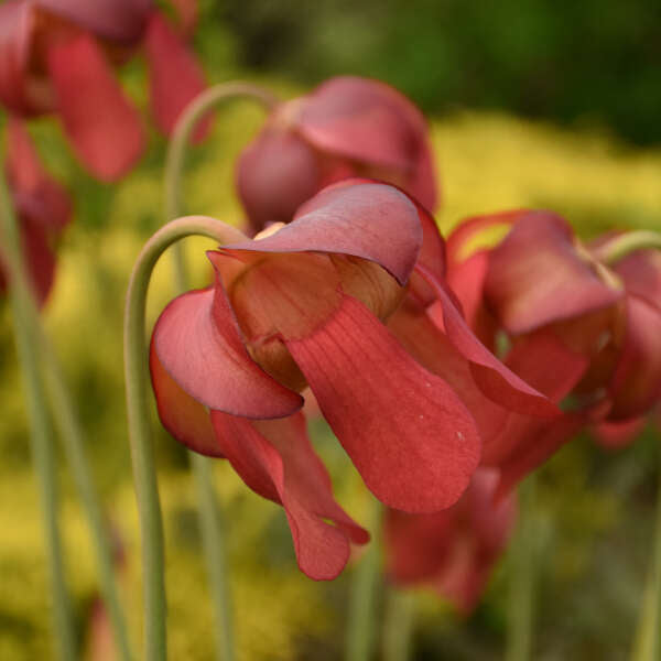 Sarracenia moorei 'Conversation Piece' (potted)