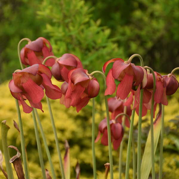 Sarracenia moorei 'Conversation Piece' (potted)