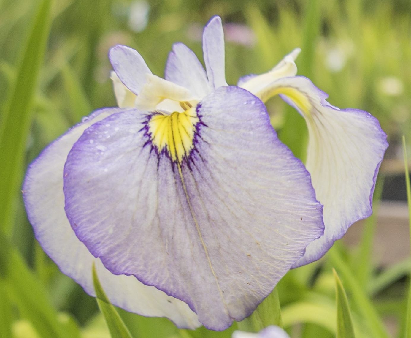 Image of Pseudata Iris Tsukiyono from the side view of bloom.