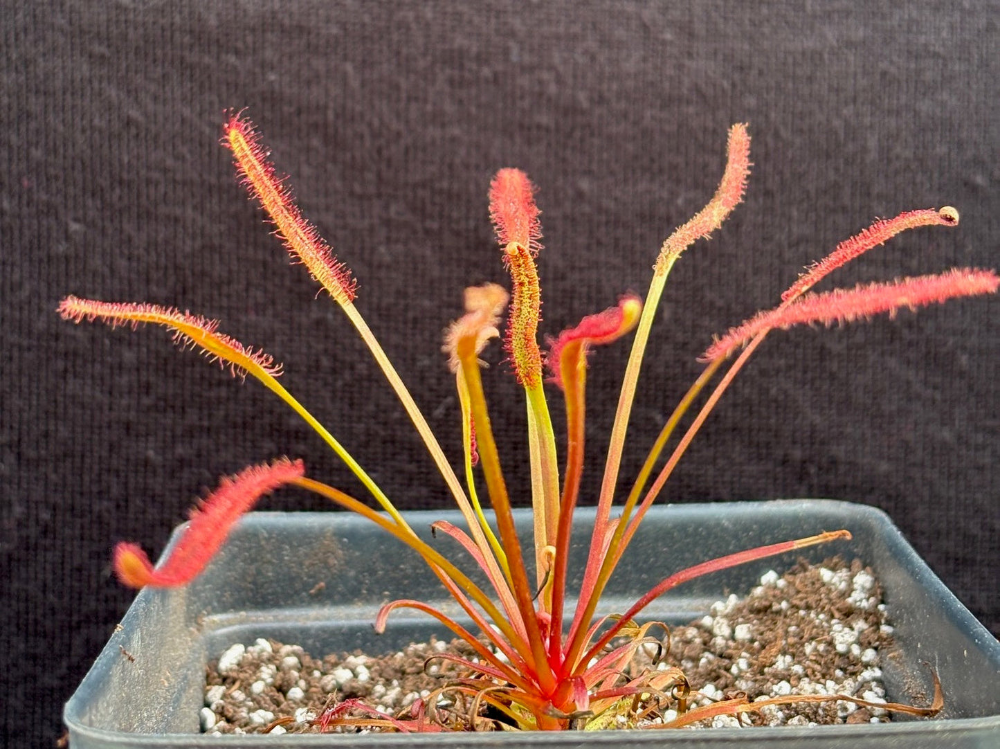 Drosera 'Dark Maroon' (potted)