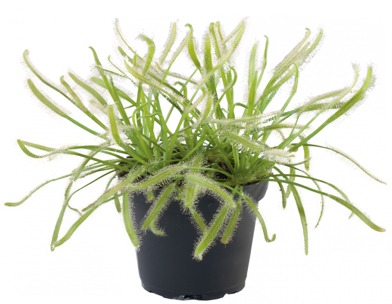 Drosera capensis 'Alba' (potted)